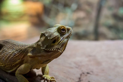 Close-up of a lizard on rock