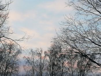 Low angle view of bare trees against sky during sunset