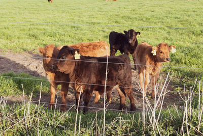 Scottish highland cattle with their calves on a beautiful spring day in the pasture.