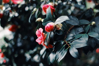 Close-up of red flowering plants