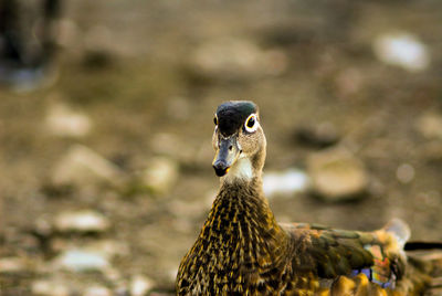 Close-up of a bird looking away