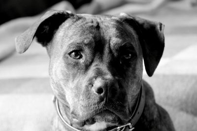 Close-up portrait of dog