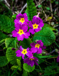 Close-up of purple flowers blooming outdoors