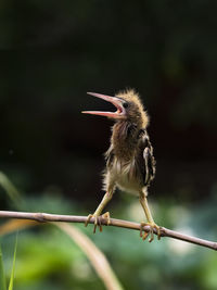 Close-up of bird