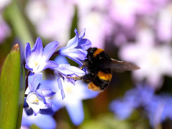 Close-up of bee on purple flower