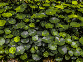 Full frame shot of water lily leaves