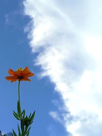 Low angle view of flowering plant against sky