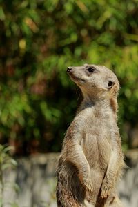 Close-up of an animal looking away