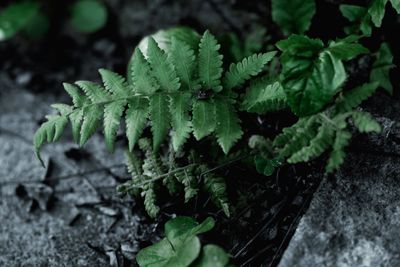 Close-up of fresh green plant