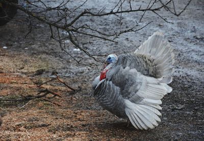 Close-up of bird on tree