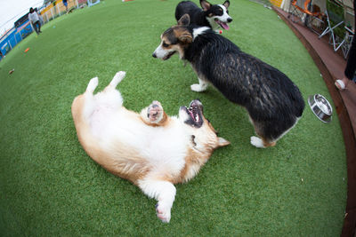 High angle view of two dogs on grassland