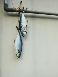 Close-up of fish hanging on wall