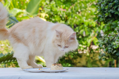 View of cat eating food