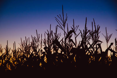 Silhouette plants on field at sunset