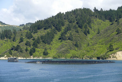 Fish farm at queen charlotte sound in new zealand