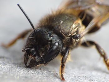 Close-up of bee