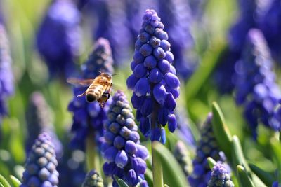 Close-up of honey bee on lavender