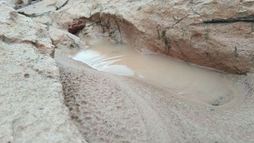 Close-up of turtle on rock