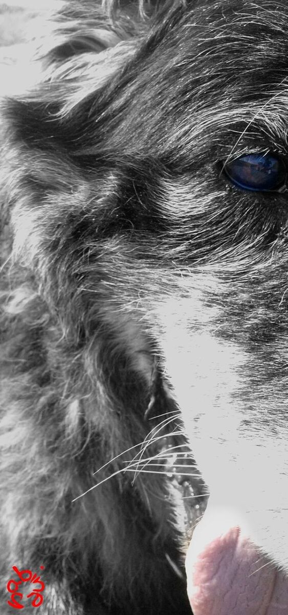 domestic animals, one animal, pets, animal themes, mammal, dog, water, close-up, part of, animal hair, high angle view, animal body part, animal head, day, outdoors, wet, cropped, no people, reflection, nature