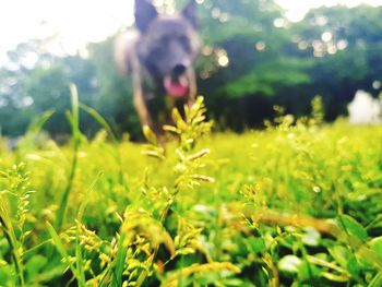 Dog in grass