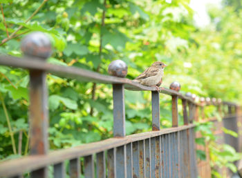Close-up of bird perching on railing against trees