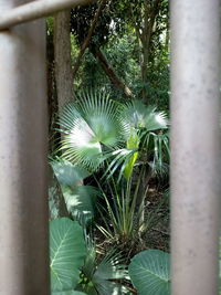 Close-up of plants in water