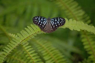 Close-up of butterfly on leaf