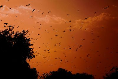 Silhouette of birds flying over trees