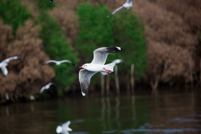 Swan flying over lake