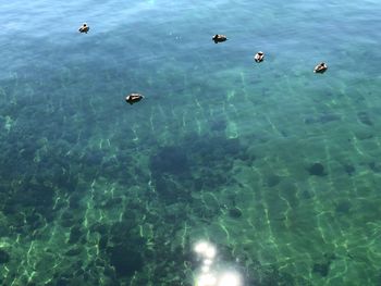 High angle view of ducks swimming in water