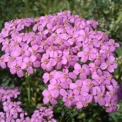 Close-up of purple flowers