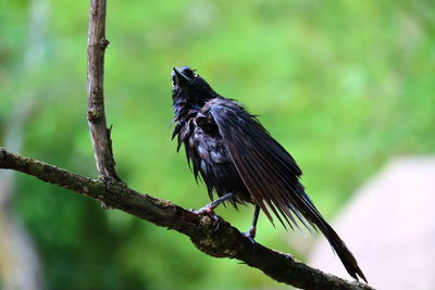 Close-up of bird perching on branch