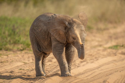 African elephant baby squirting sand over head