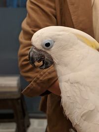 Close-up of a bird