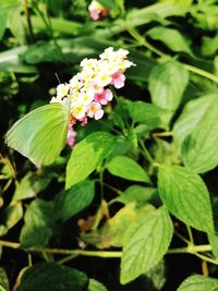 Close-up of flowering plant