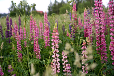 Close-up of pink flowering plants on field