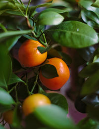 Close-up of oranges growing on tree