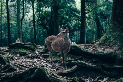 Giraffe in a forest