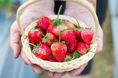 Close-up of hand holding strawberries