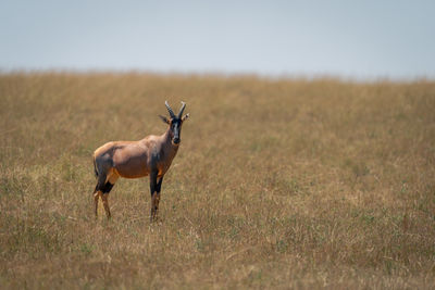 Side view of deer standing on field