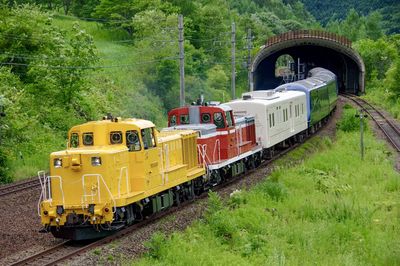 
green trees, shelter and the royal express