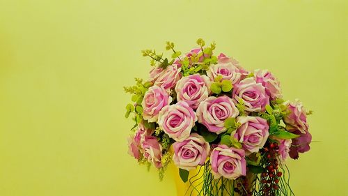 Close-up of pink roses against yellow background