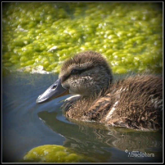 animal themes, animals in the wild, wildlife, water, one animal, transfer print, bird, lake, swimming, duck, auto post production filter, nature, close-up, focus on foreground, day, outdoors, waterfront, no people, side view, zoology