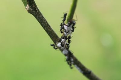 Close-up of insect on twig