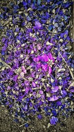 Full frame shot of colorful flowers