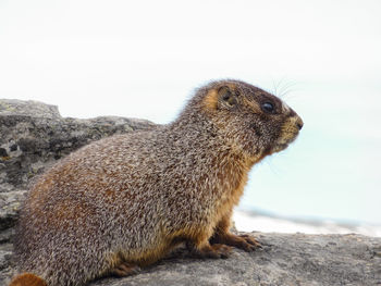 Close-up of squirrel on rock