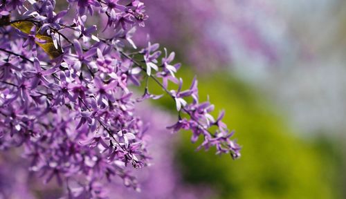 Close-up of purple flowering plant