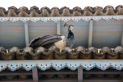 View of birds perching on roof