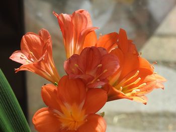 Close-up of orange day lily blooming outdoors