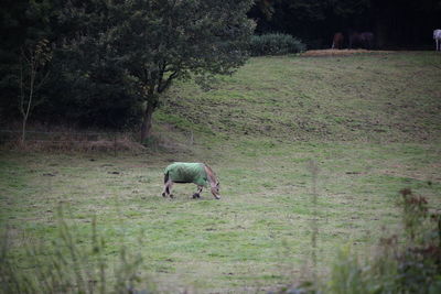 Horse in a field